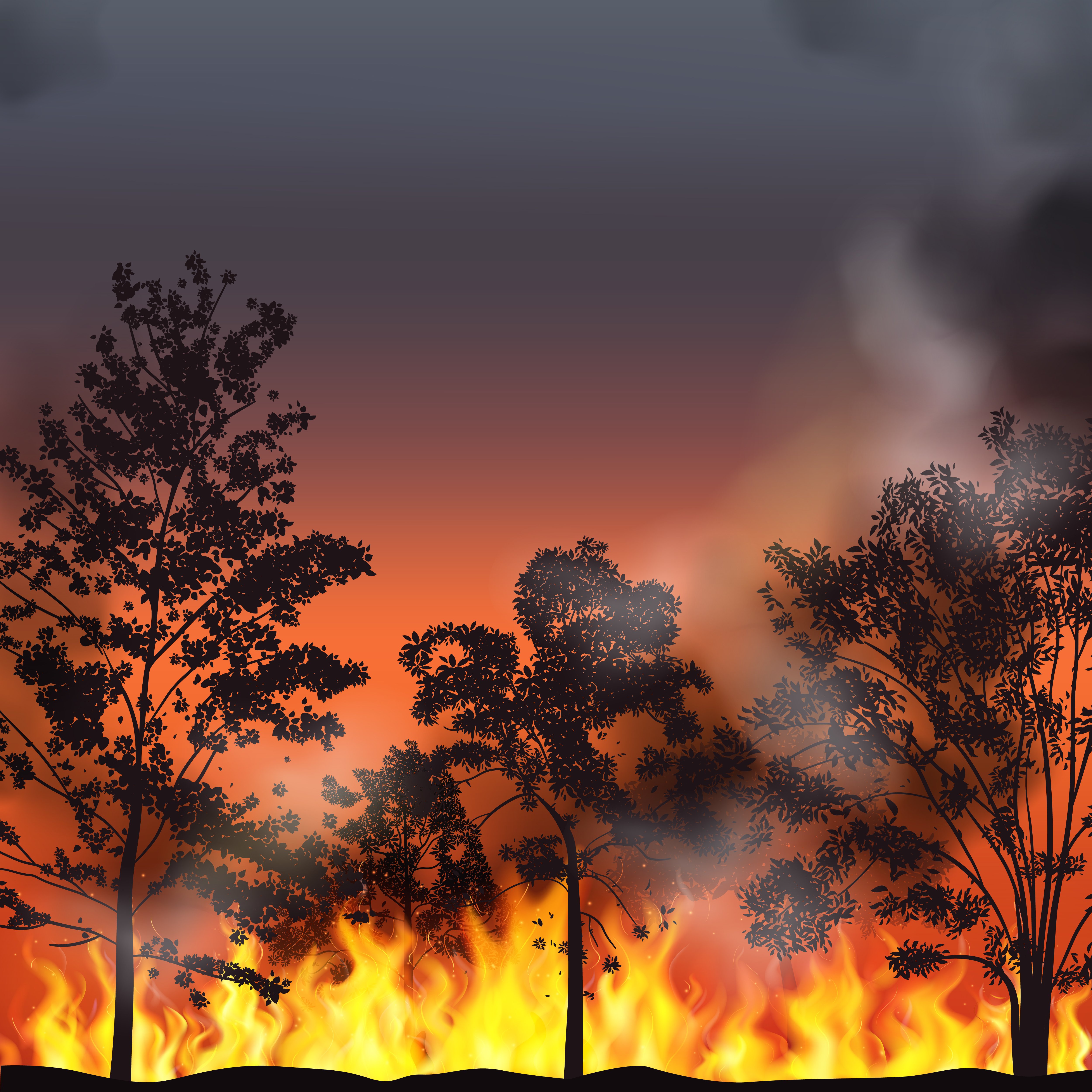 forest fire
