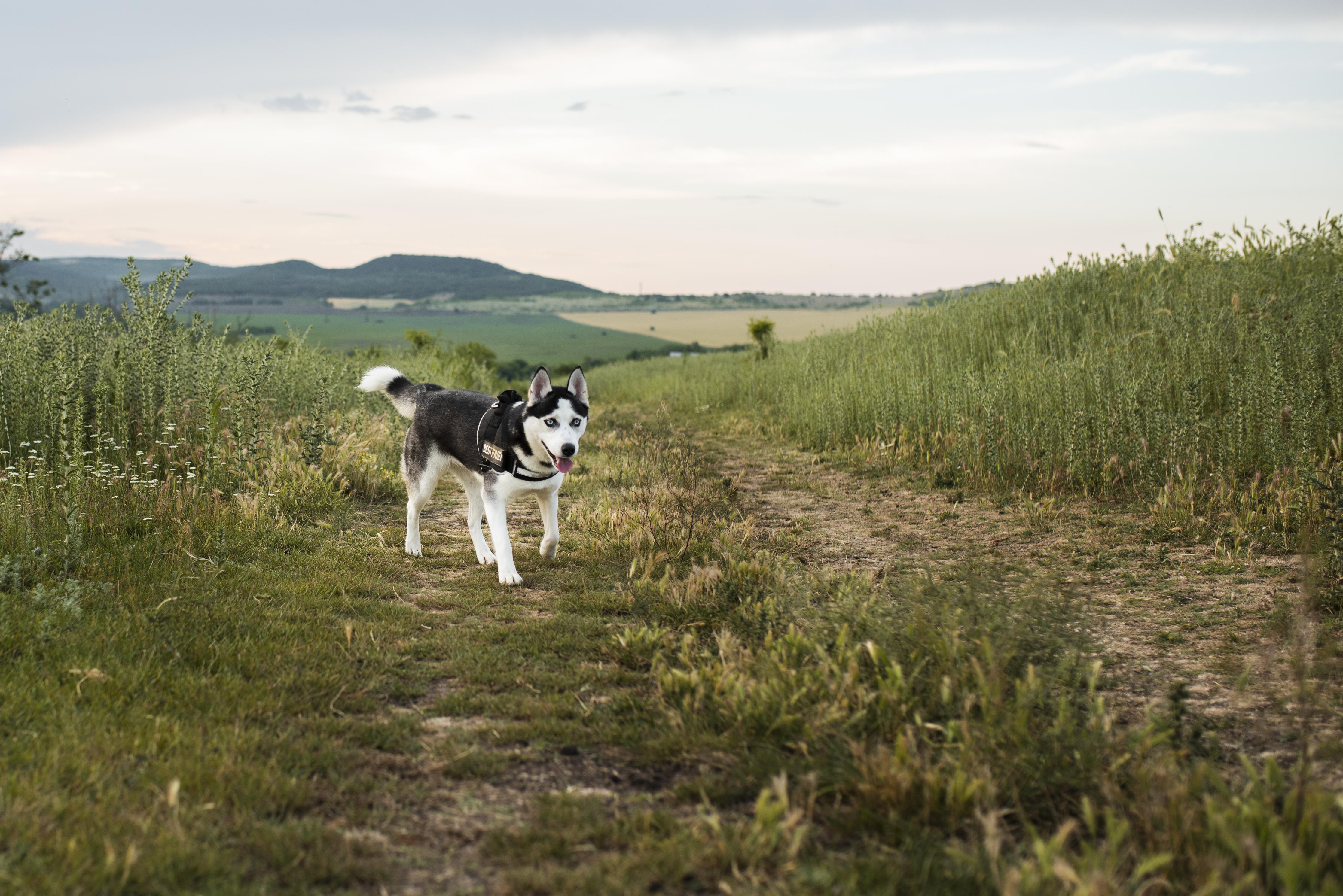 Dog in long grass