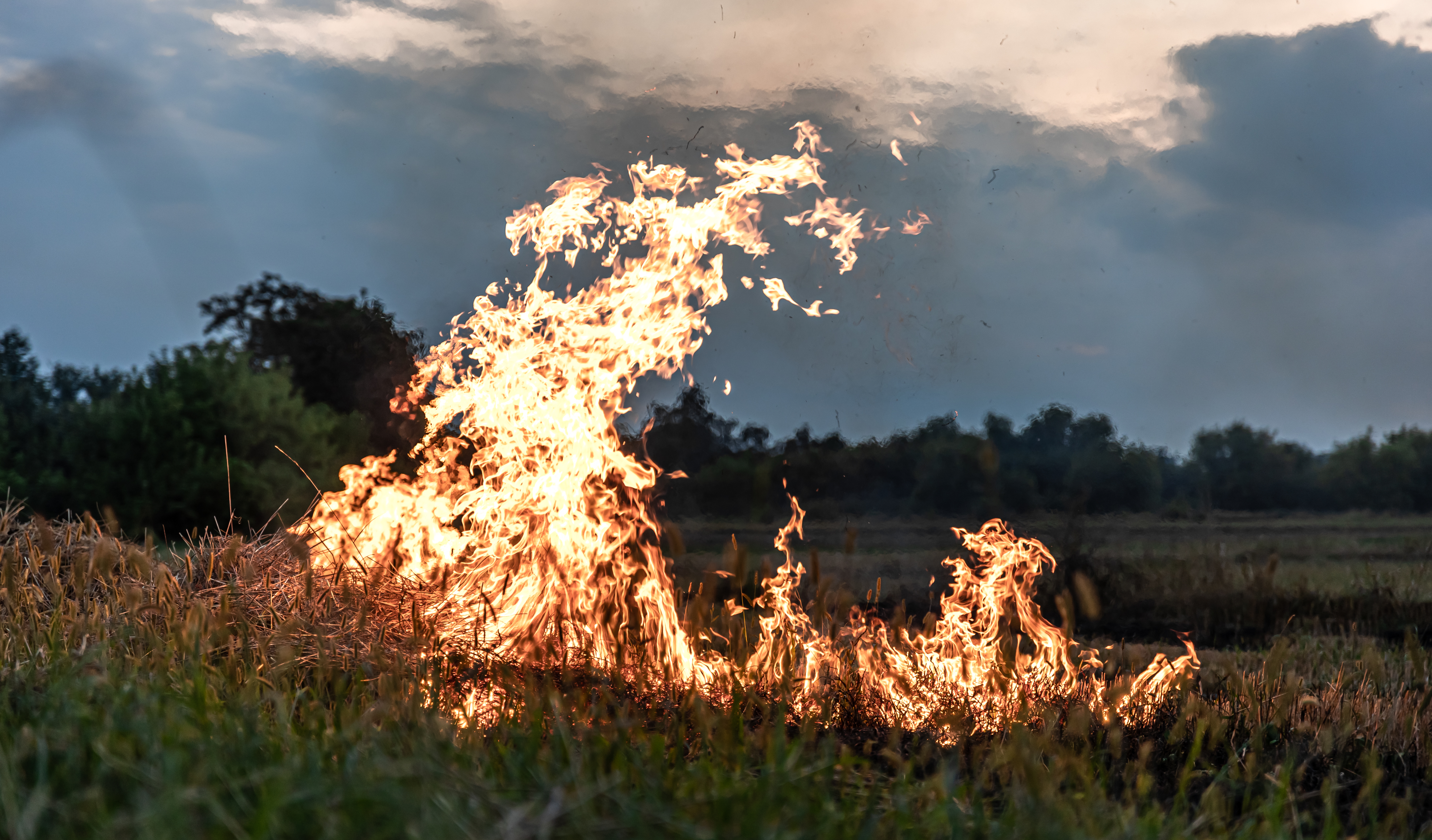 Fire in the steppe, the grass is burning destroying everything in its path